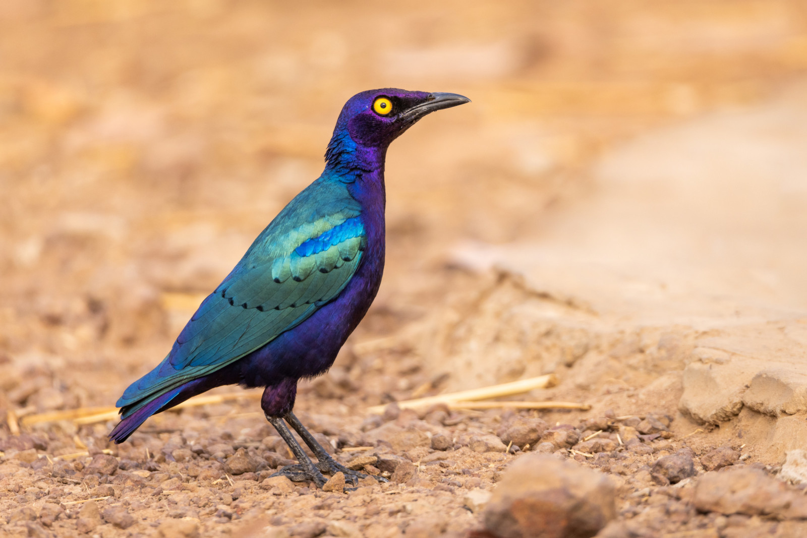 image Purple Starling